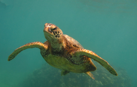 Sea turtle swimming underwater with outstretched flippers