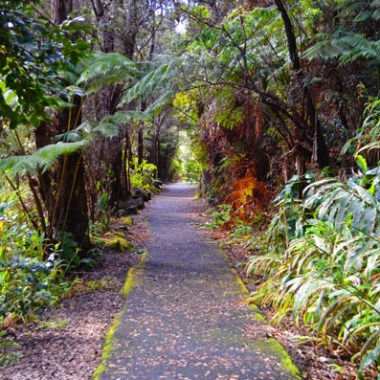 Pathway through lush green forest with overhanging trees and bushes.