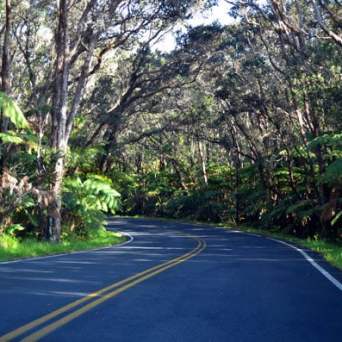Curved road through forested area with overhanging trees and lush greenery.