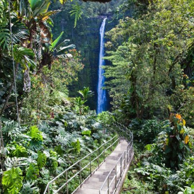Pathway through lush forest leading to a distant waterfall.