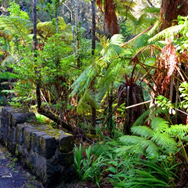 Stone path through lush green forest with ferns and tall trees.