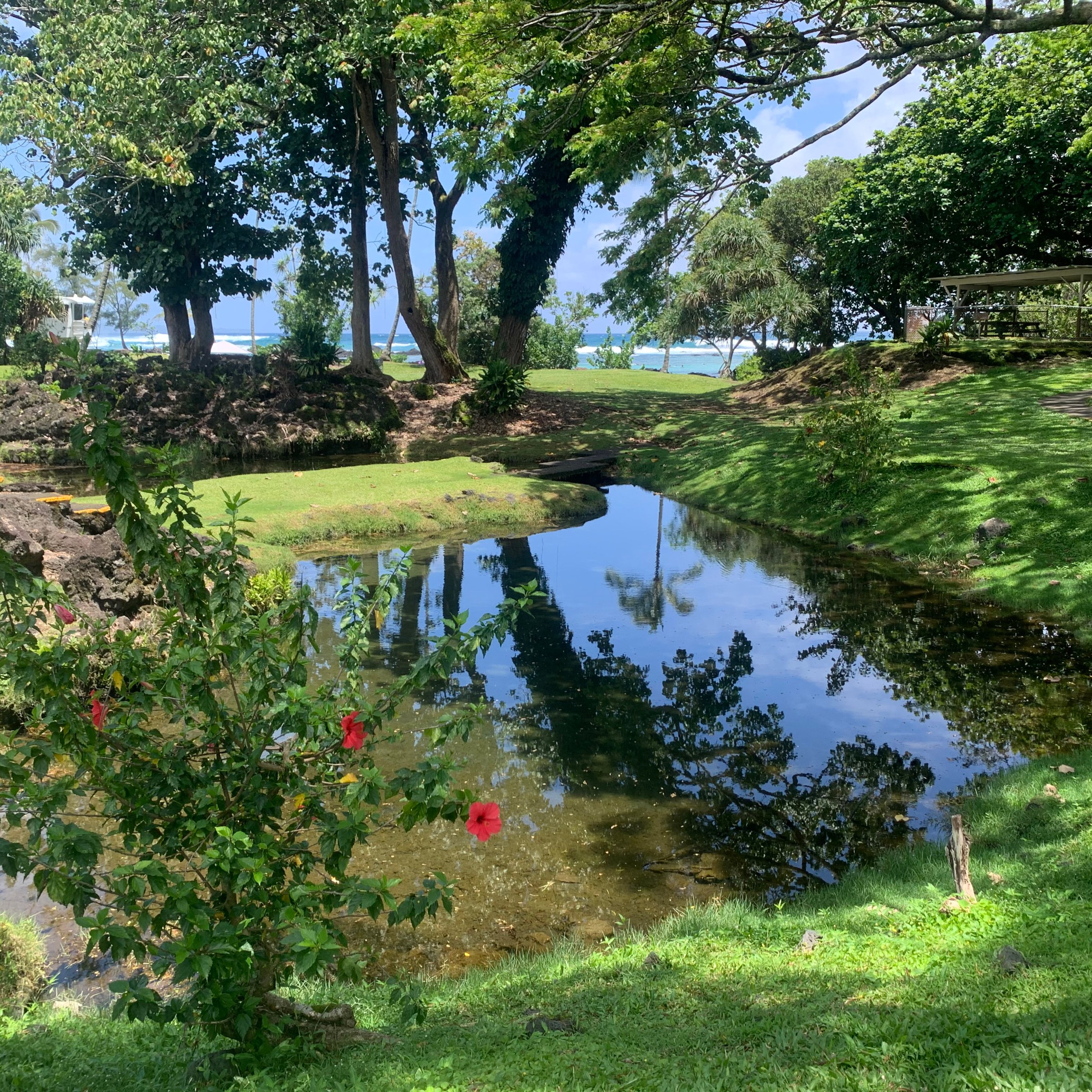 Lush green park with a reflective pond and hibiscus flowers.