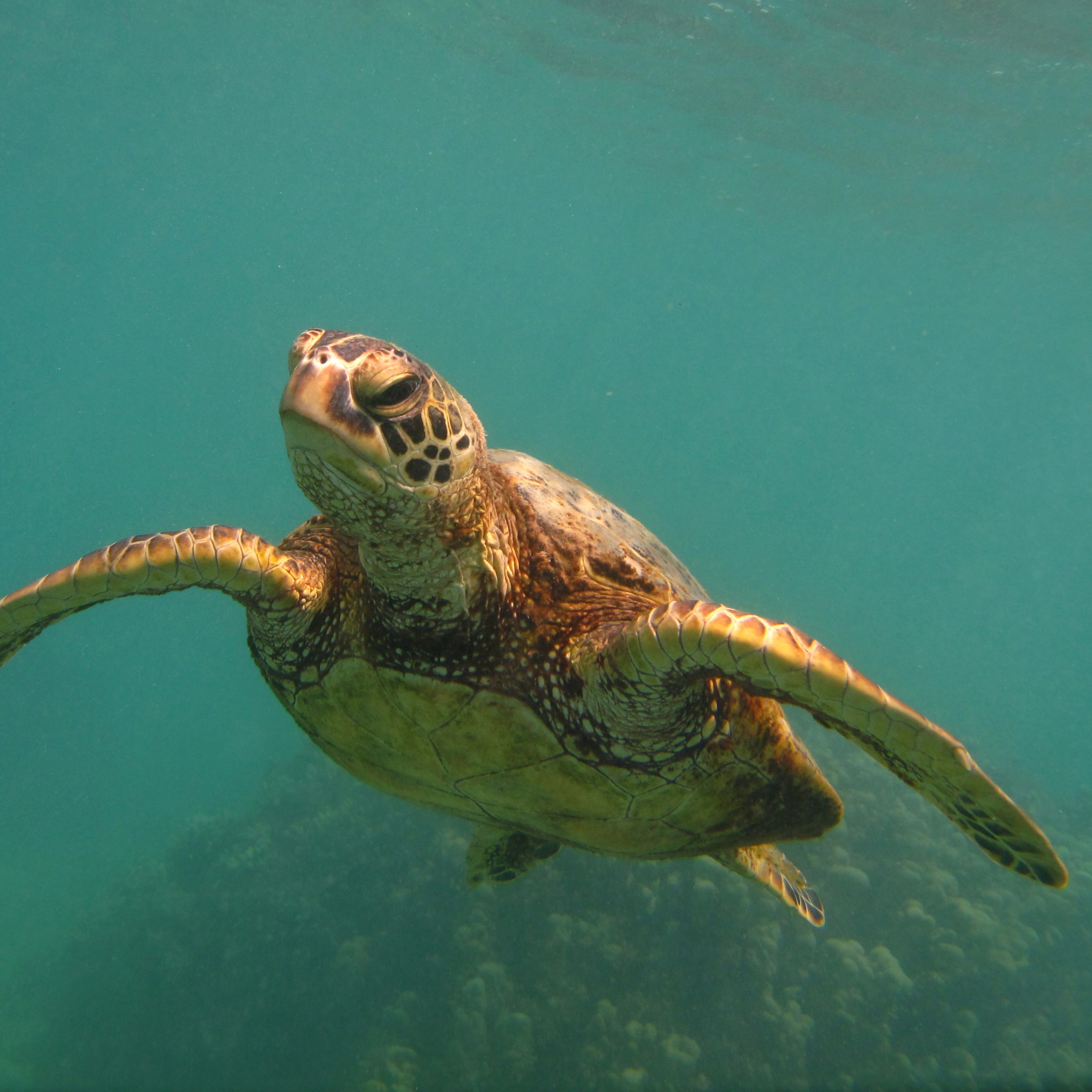 Sea turtle swimming underwater with coral in background.