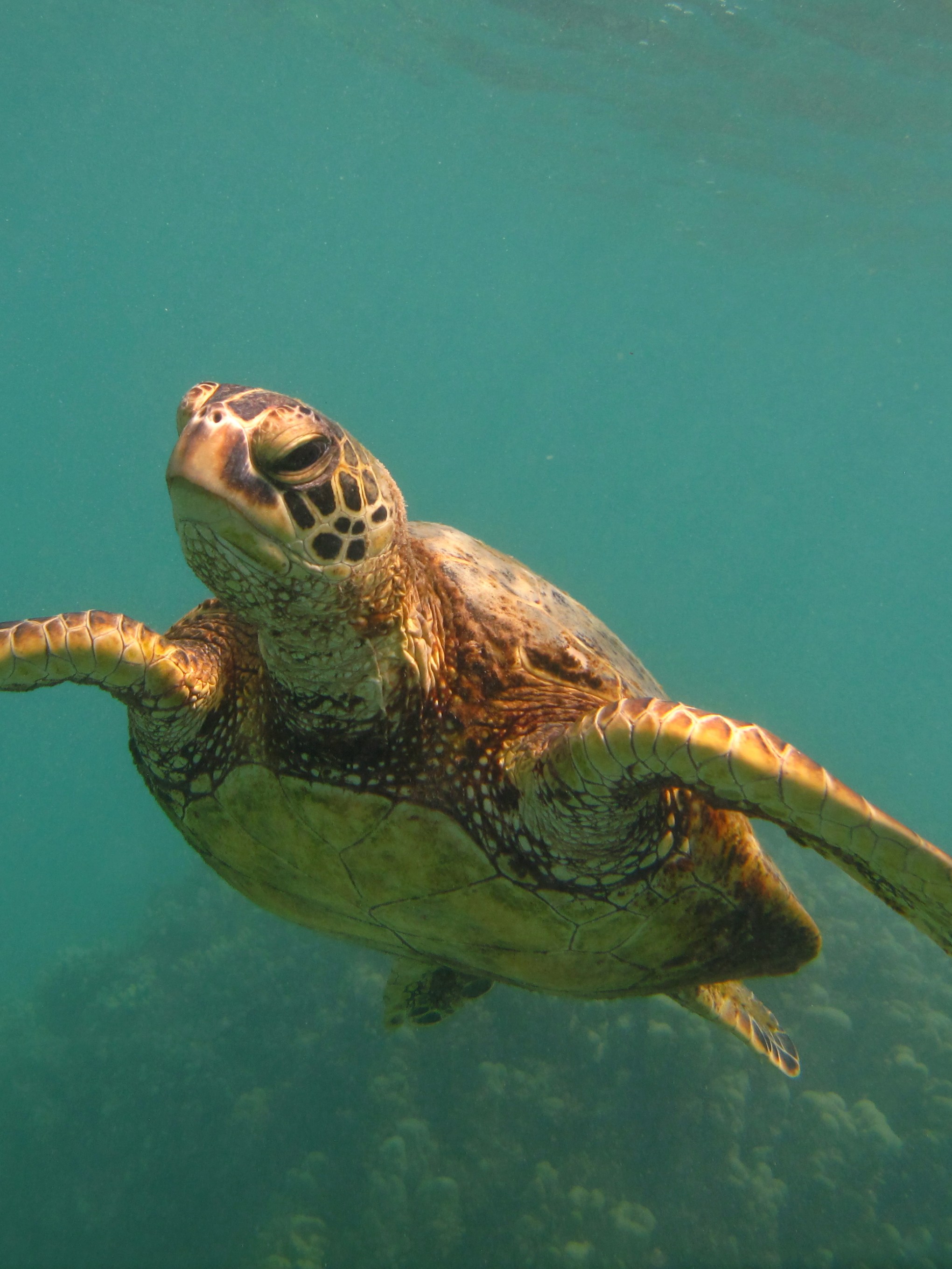 Sea turtle swimming underwater with coral in background.