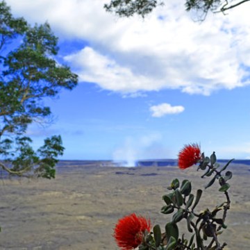 Volcanic landscape with red flowers and trees in foreground under a blue sky.