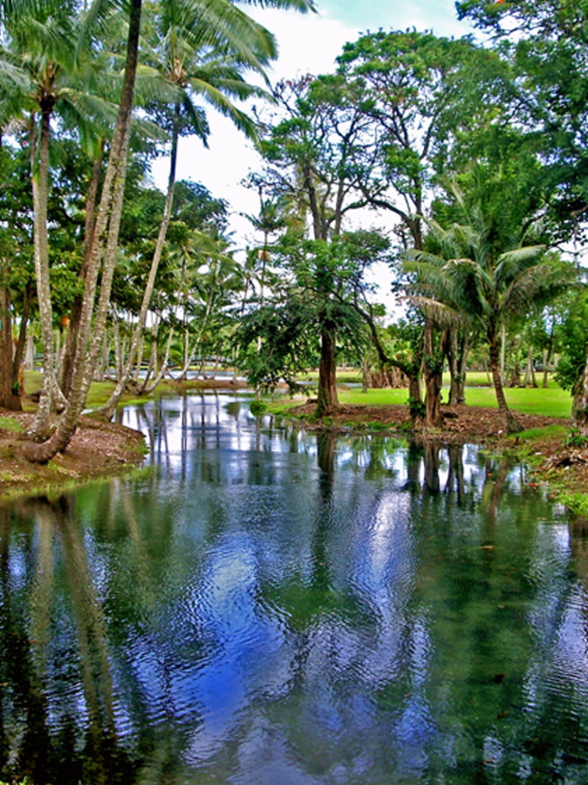 Tropical park with a calm stream, surrounded by tall palm trees and lush greenery.
