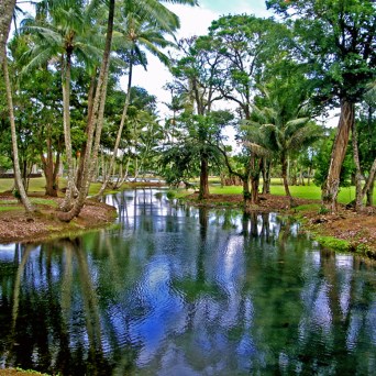 Tropical park with a calm stream, surrounded by tall palm trees and lush greenery.